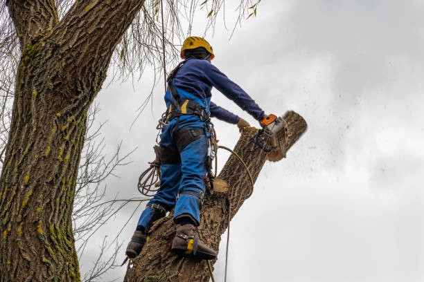 Best Tree Preservation Services  in Shady Hills, FL